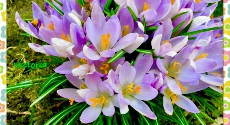 Бажаю доброго ранку кохана. Нехай день почнеться бадьоро