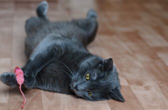 Найкращі іграшки для котів літнього віку