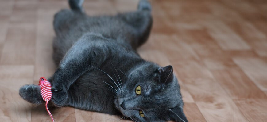 Найкращі іграшки для котів літнього віку