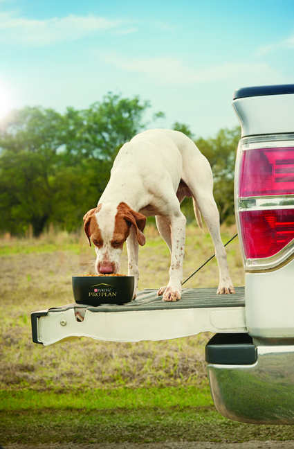 Собака їсть корм з миски Pro Plan