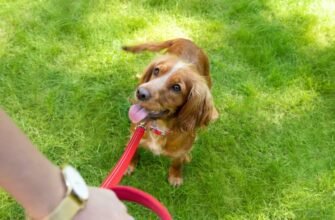 Ігри для розвитку цуценят