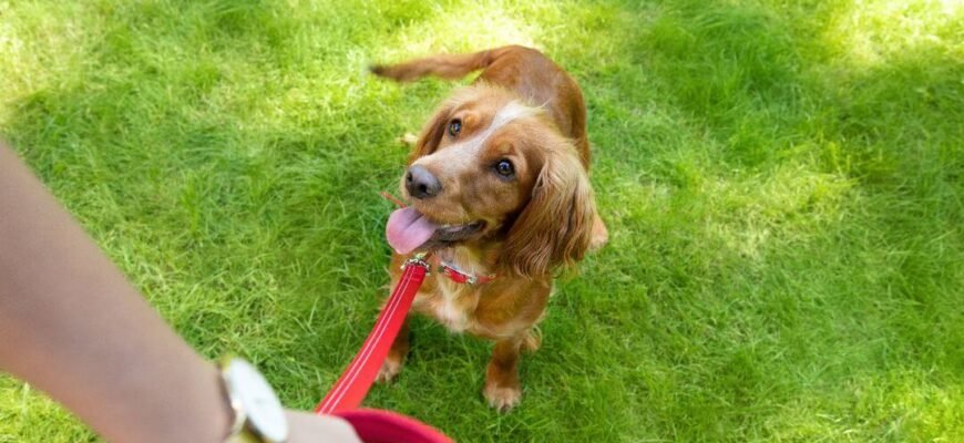 Ігри для розвитку цуценят