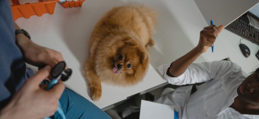 Брахіцефалічний синдром у собак: причини, симптоми та лікування