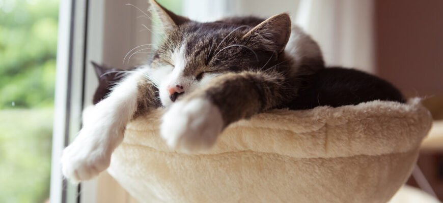 Чи бачать коти сни?