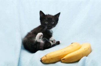 Чи можна котам банан?