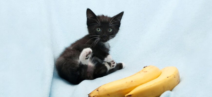 Чи можна котам банан?