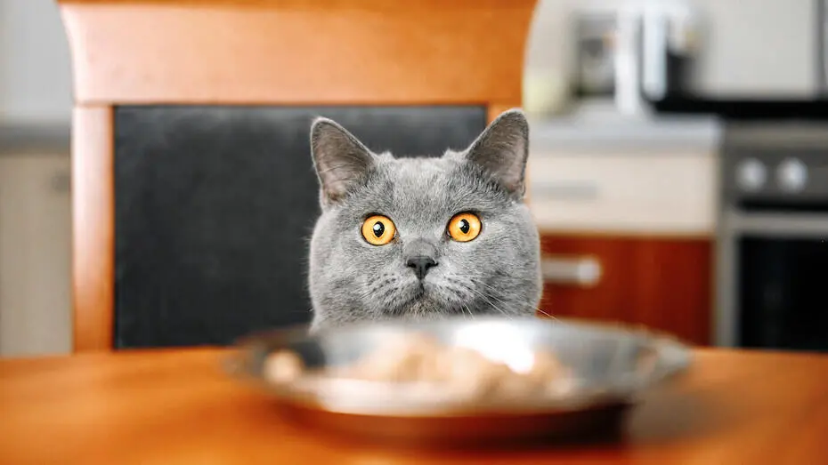 Кіт сидить на стулі і дивиться на миску на столі