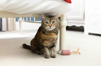 Чи бачать коти в темряві?