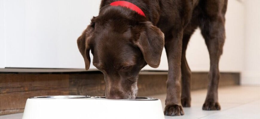 Чи можна собакам хліб?