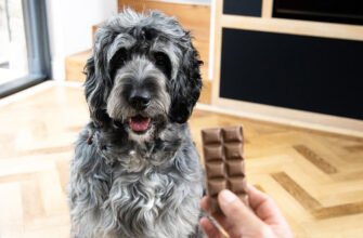 Чи можна собакам шоколад?