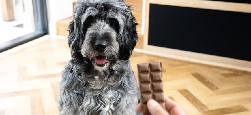 Чи можна собакам шоколад?