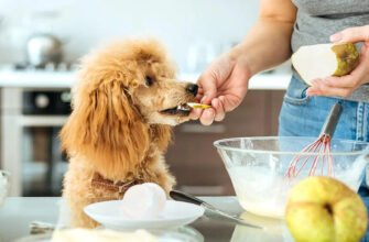 Які овочі і фрукти можна собакам?