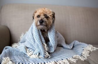 Чи можуть собаки захворіти на застуду або грип?