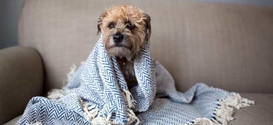 Чи можуть собаки захворіти на застуду або грип?