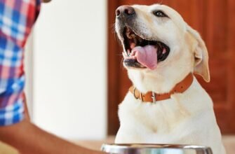 Чи можуть собаки сміятися та посміхатися?