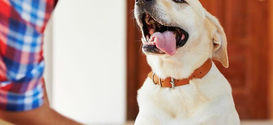 Чи можуть собаки сміятися та посміхатися?