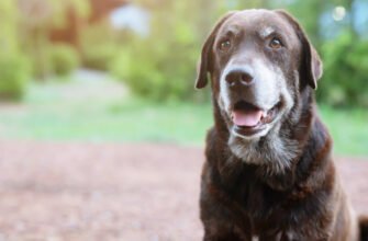 Чи бачать собаки кольори?
