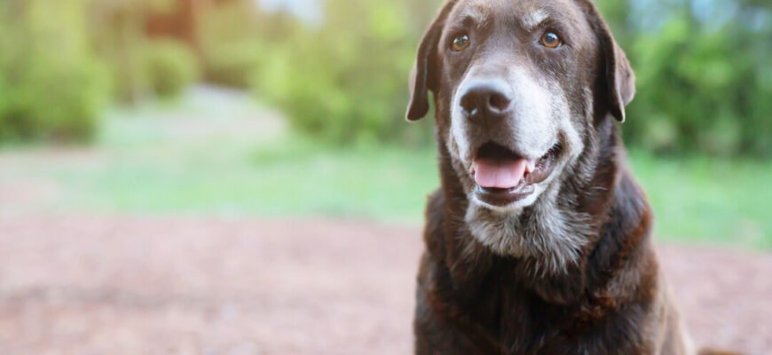 Чи бачать собаки кольори?