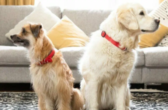 Оцінка стана тіла собаки