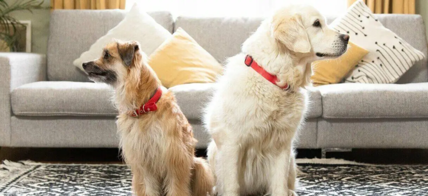 Оцінка стана тіла собаки