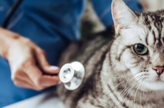 Пухлини та рак у кота: як розпізнати небезпеку та що означає збільшення молочної залози