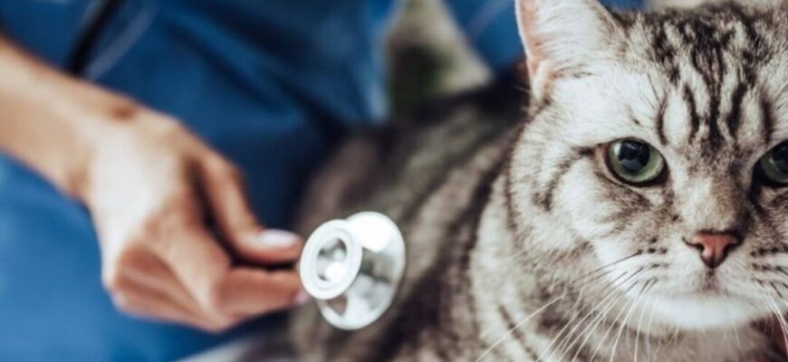 Пухлини та рак у кота: як розпізнати небезпеку та що означає збільшення молочної залози