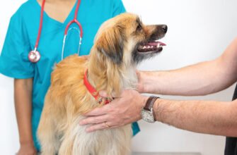 Рак у собак: як вчасно розпізнати хворобу та допомогти улюбленцю