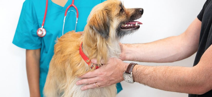 Рак у собак: як вчасно розпізнати хворобу та допомогти улюбленцю