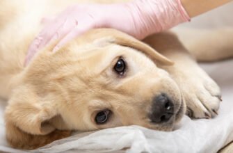 Парвовірус у собак