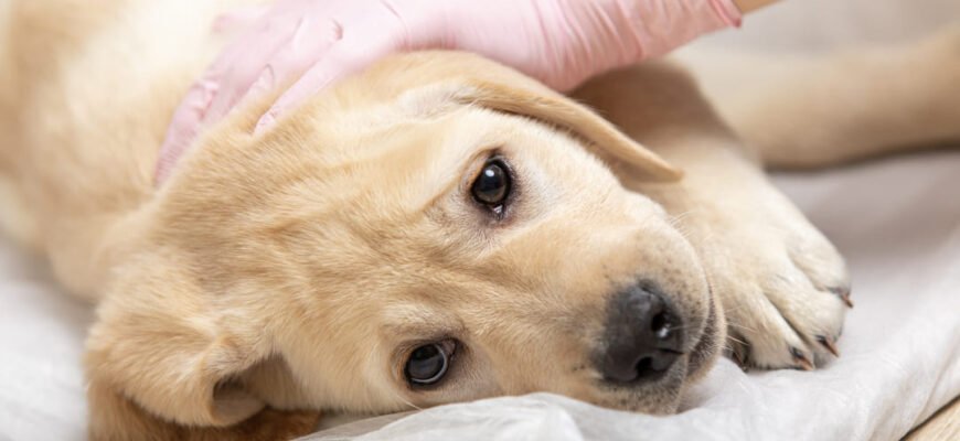 Парвовірус у собак