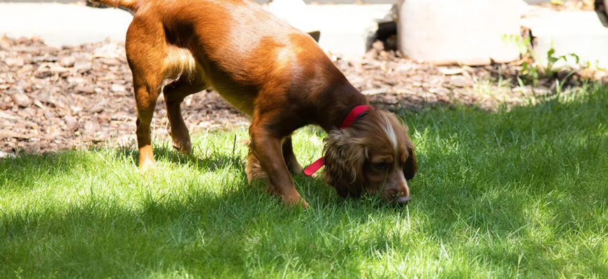 Догляд за сліпим собакою
