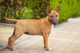 Чутлива шкіра у собак