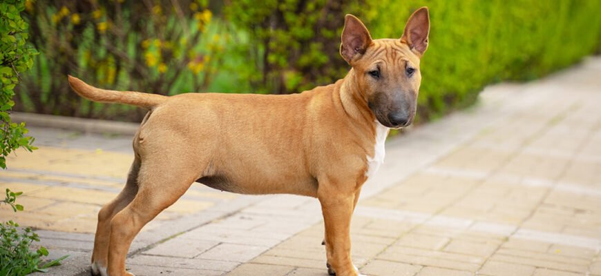 Чутлива шкіра у собак