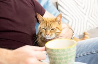 Догляд за літньою кішкою