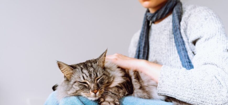 Лупа у кота: косметичний дефект чи сигнал про хворобу?