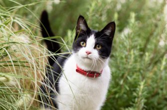 Глухота у котів