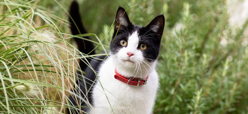 Глухота у котів