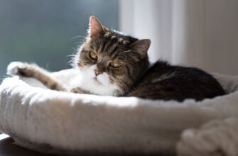 Когнітивна дисфункція у кішки