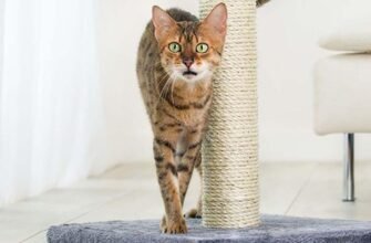 Хвороби зубів у котів: як попередити зубний камінь та зберегти усмішку улюбленця