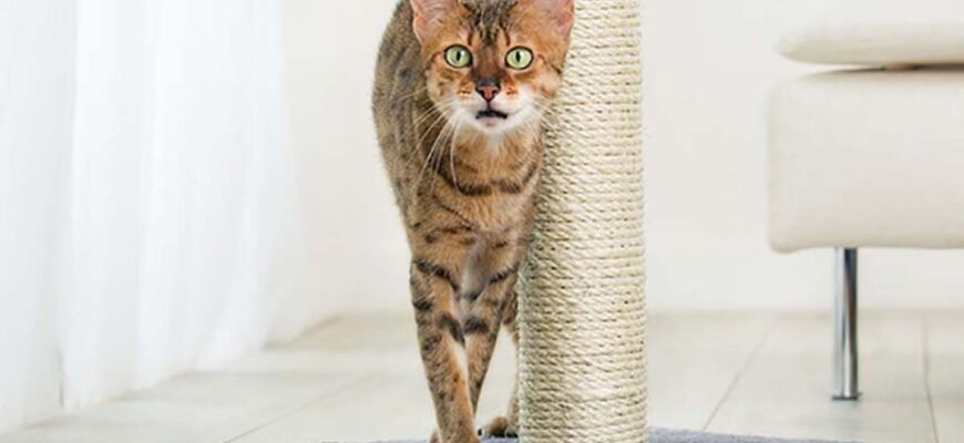 Хвороби зубів у котів: як попередити зубний камінь та зберегти усмішку улюбленця