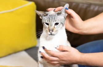 Як чистити вуха котам?