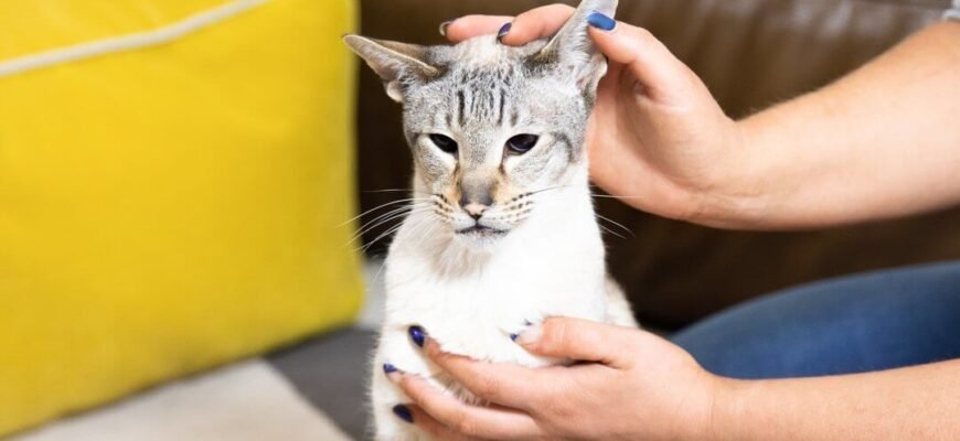 Як чистити вуха котам?