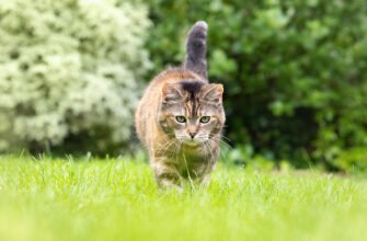 Блохи у котів: причини, профілактика та лікування