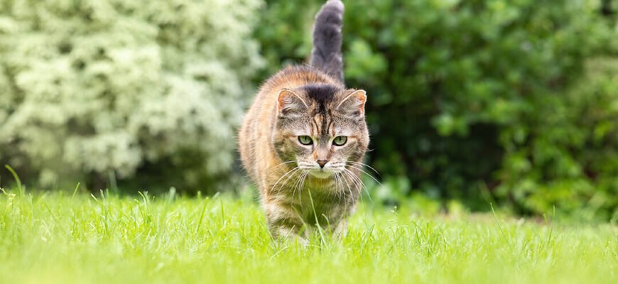 Блохи у котів: причини, профілактика та лікування