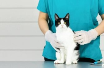 Простуда у кота: симптоми "котячого грипу" та перша допомога вдома