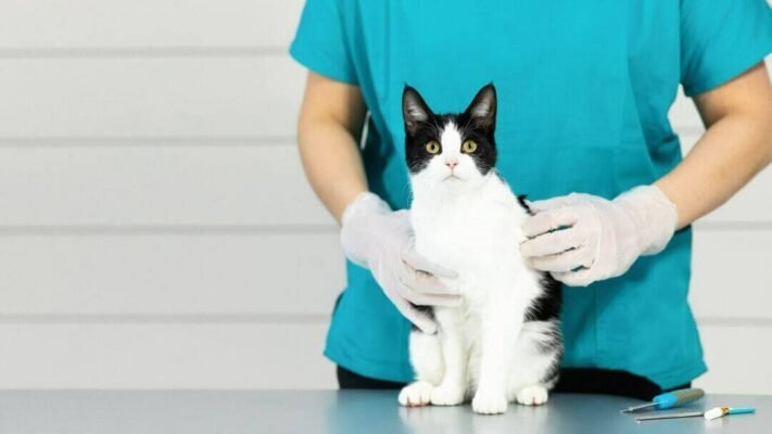 Простуда у кота: симптоми "котячого грипу" та перша допомога вдома