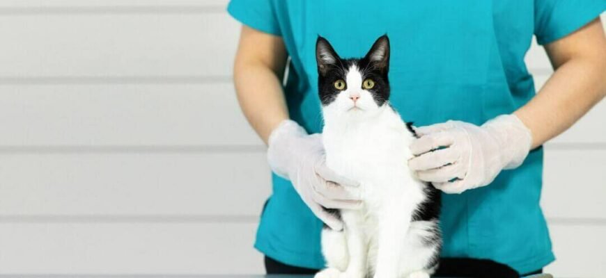 Простуда у кота: симптоми "котячого грипу" та перша допомога вдома