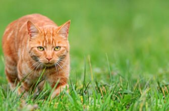 Мисливська поведінка котів