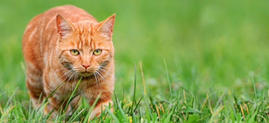 Мисливська поведінка котів