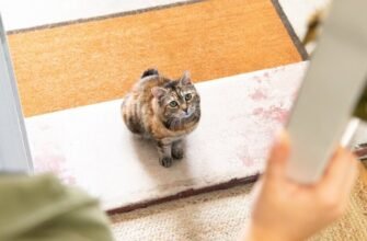 Вагітність кішки та пологи: від перших ознак до народження кошенят